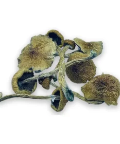 Golden Teachers Raw Magic Mushrooms