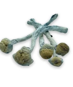 Thrasher PE Raw Magic Mushrooms